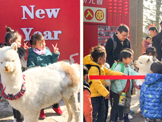 jinnianhui今年会幼儿园开展“我和羊驼交朋友”亲近自然互动体验活动